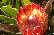 The Protea obtusifolia (Bredasdorp Protea) is endemic to the Bredasdorp/Potberg area and found nowhere else.