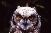 Spotted Eagle Owls (also known as Silent killers) has found suitable habitats on the terrain.