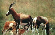 The Test Range is home to one of the largest pure blooded endemic Bontebok herds in the world.