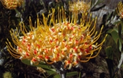 Leucospermum truncatum (Limestone pincushion) only occurs in the limestone proteoid fynbos which forms part of the vegetation found on the Test Range.