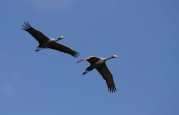 The Blue Crane (Anthropoides Paradiseus), our National Bird, which is abundant in the area and thrives in wheat lands.