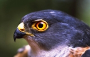 Rufous-chested Sparrowhawk is one of various birds of prey found in the area