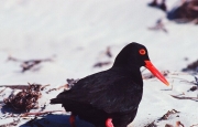 The Test Ranges protected coastline is an ideal habitat for the threatened Black Oyster Catcher.