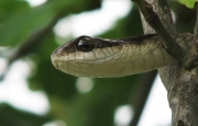 The Boomslang (Dispholidus typus) is a venomous member of the Colubridae family living in trees on the Test Range.