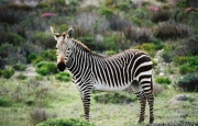 About 90 individuals of the threatened Cape Mountain Zebras found on the terrain are monitored on a continuous basis.