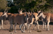 The Eland (Taurotragus oryx) is the largest antelope found on the Test Range.